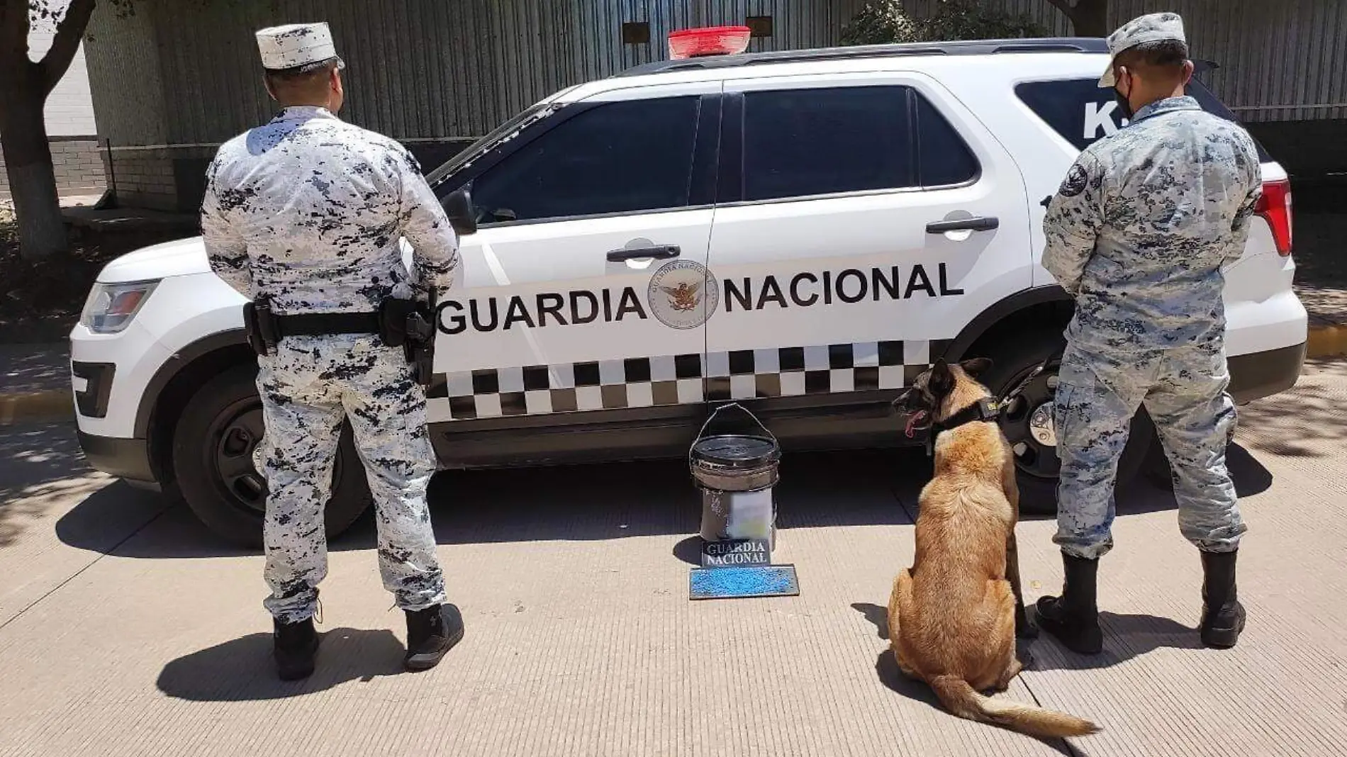 decomiso de droga caninos